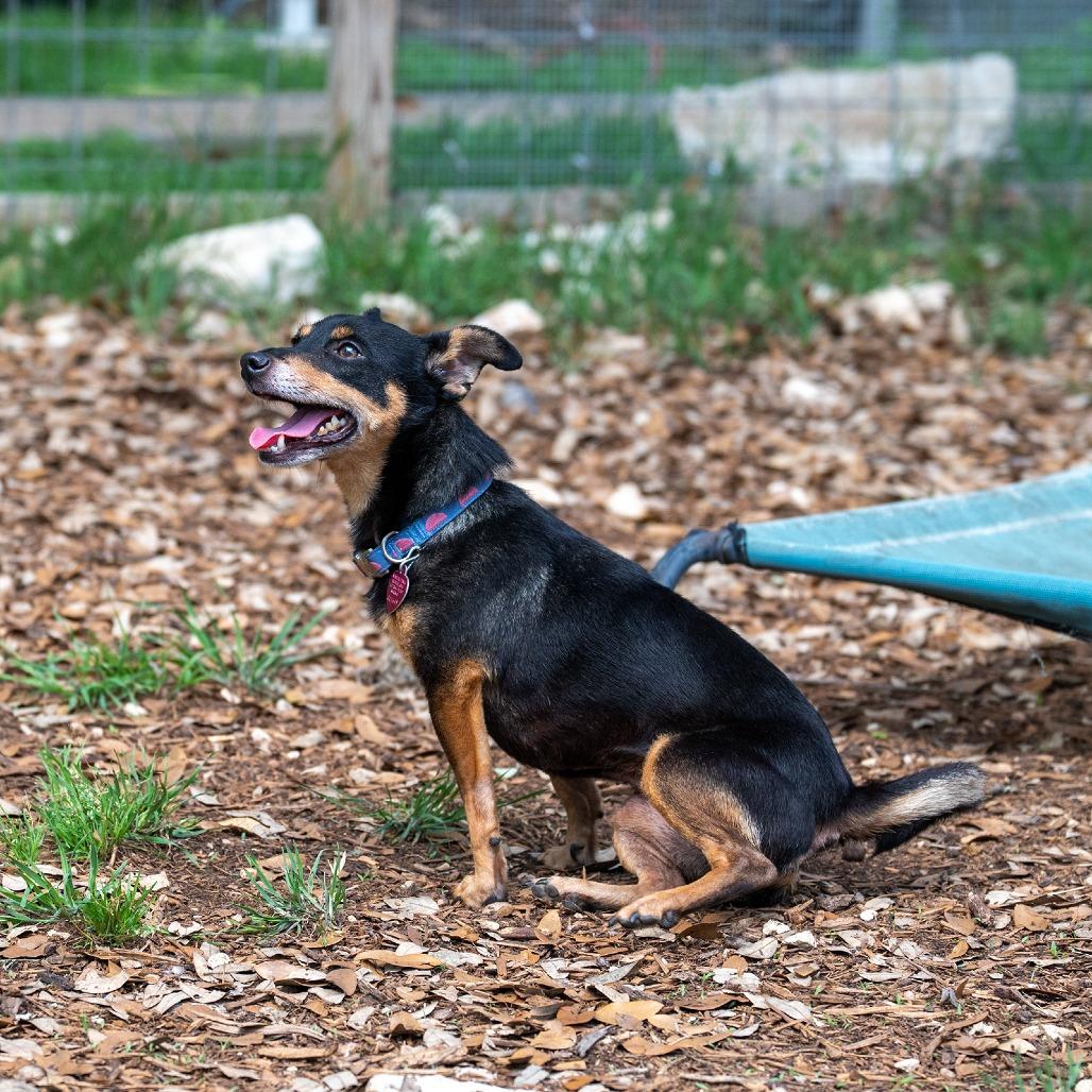 Enlarge Roxie, a Adoptable mixed breed in Wimberley, TX image 3/6