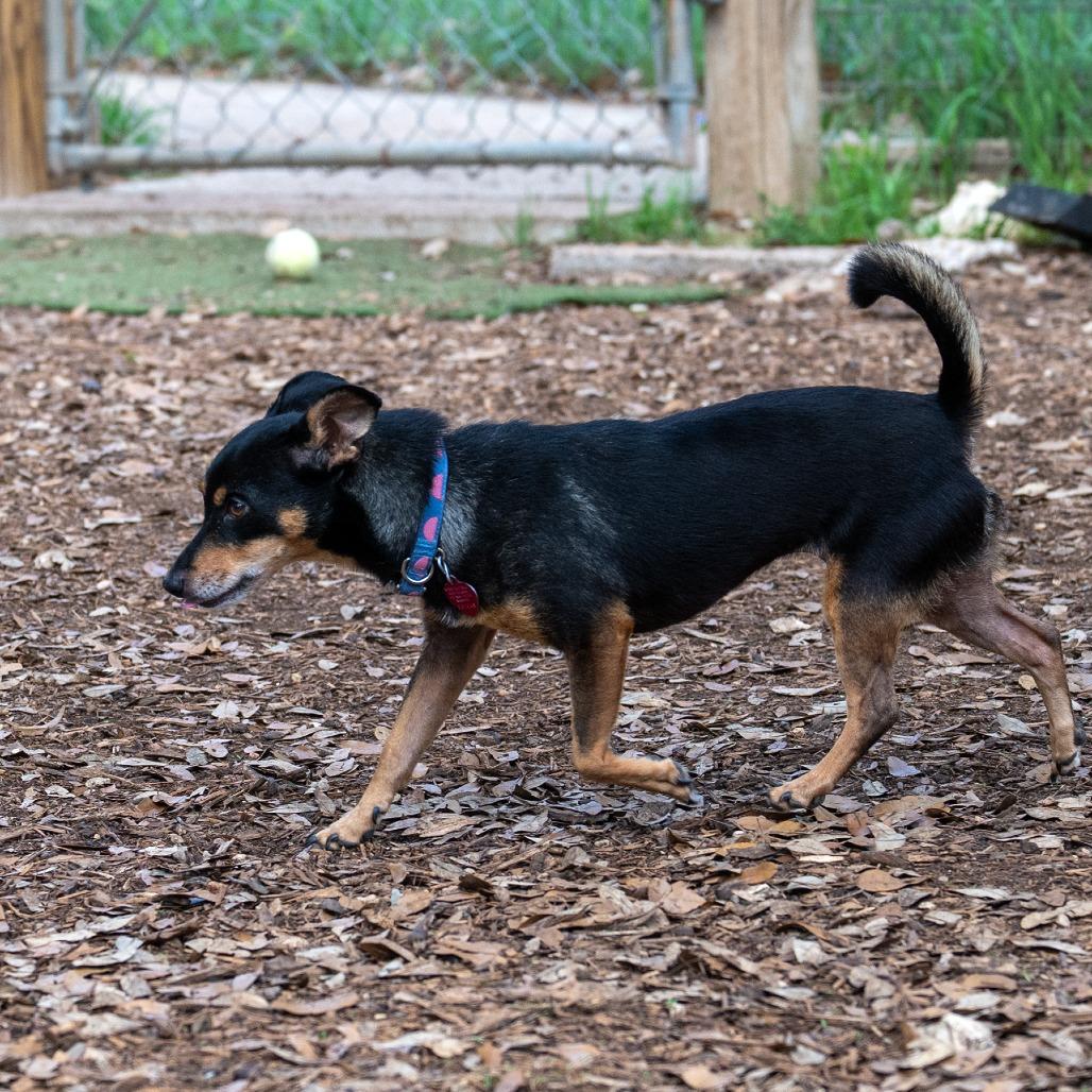 Enlarge Roxie, a Adoptable mixed breed in Wimberley, TX image 4/6