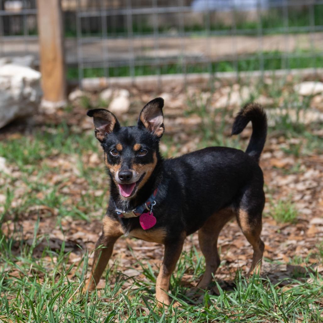Enlarge Roxie, a Adoptable mixed breed in Wimberley, TX image 5/6