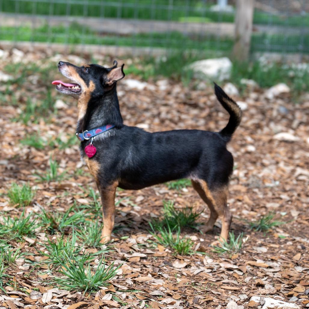Enlarge Roxie, a Adoptable mixed breed in Wimberley, TX image 6/6
