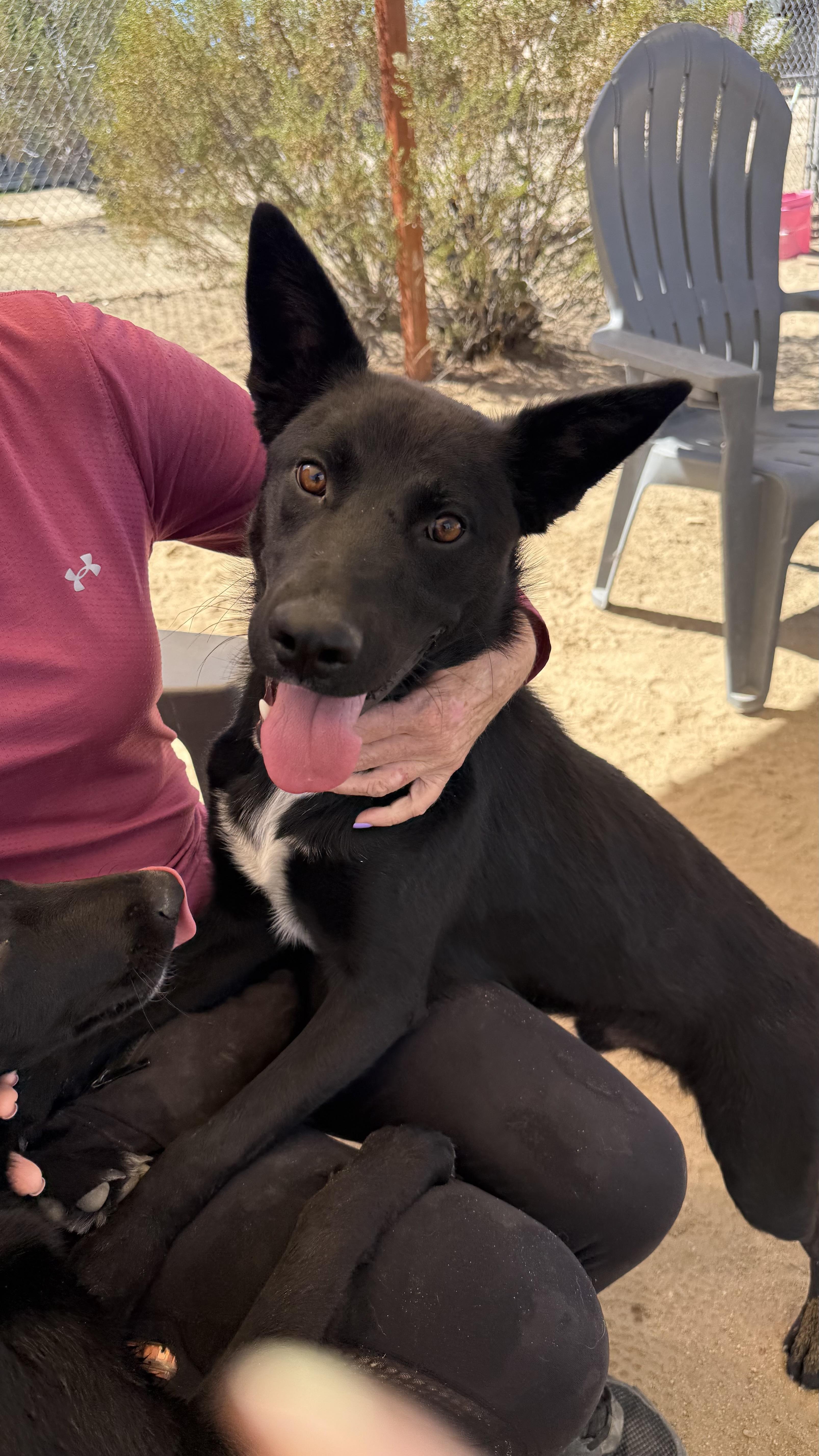 Enlarge Kat, a Adoptable mixed breed in Littlerock, CA image 2/2