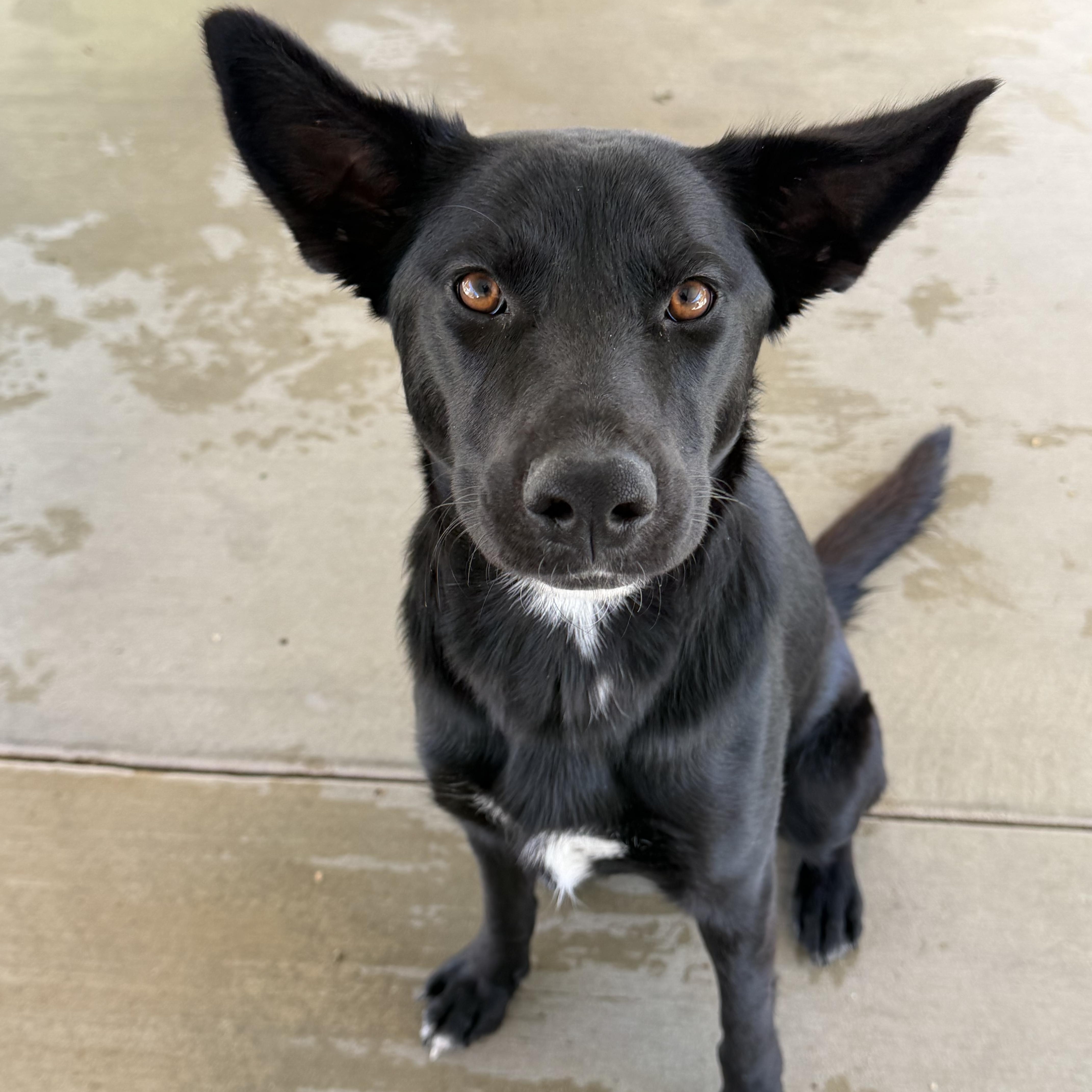 Kat, Adoptable, Puppy Female German Shepherd Dog.