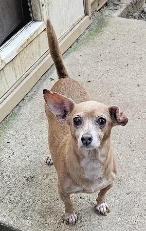 Mistletoe, Adoptable, Adult Female Chihuahua.