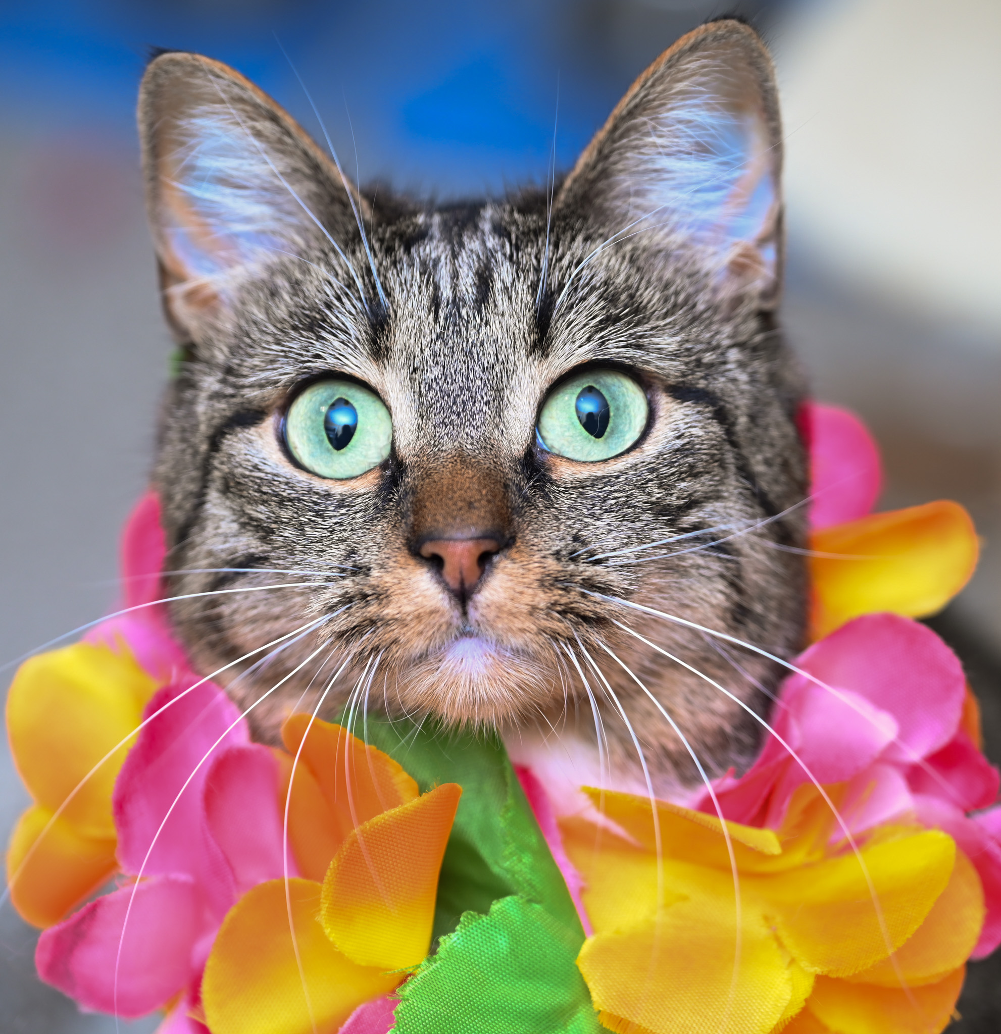 Zoey, Adult Female Tabby