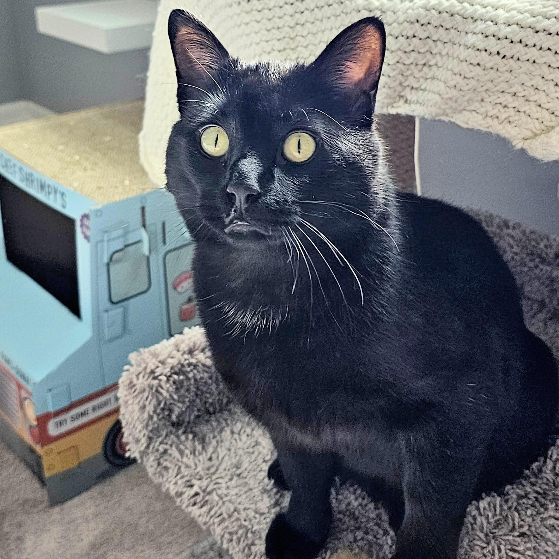 Frank, a ADOPTABLE American Shorthair in Chicago, IL image 6/6