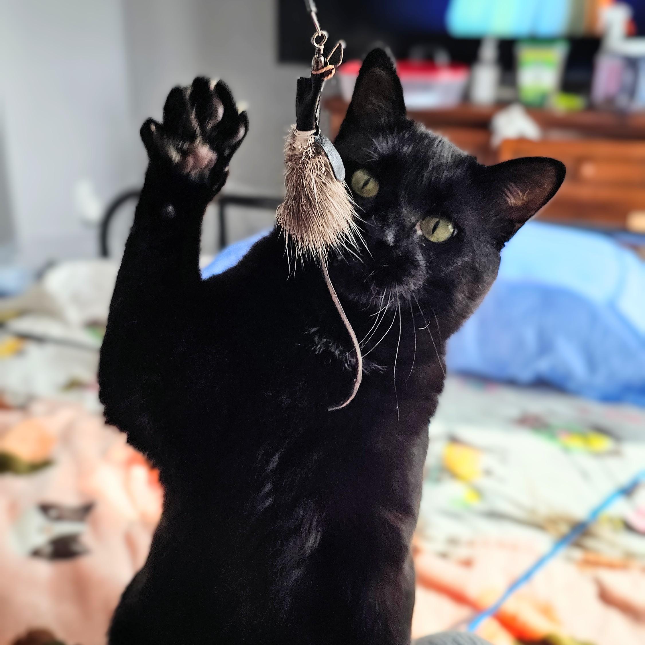 Frank, a ADOPTABLE American Shorthair in Chicago, IL image 2/6
