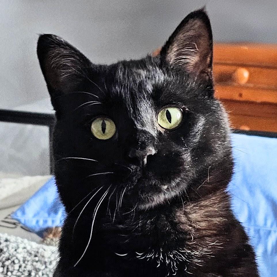 Frank, ADOPTABLE, Adult Male American Shorthair.