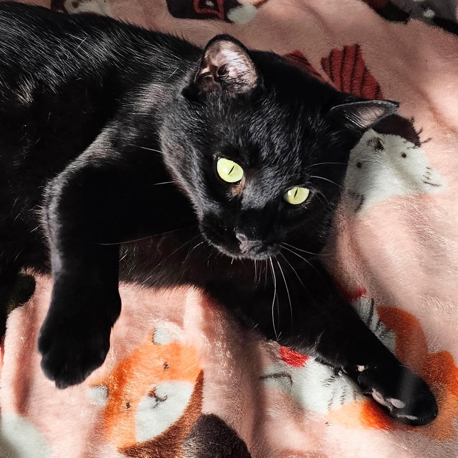 Frank, a ADOPTABLE American Shorthair in Chicago, IL image 5/6
