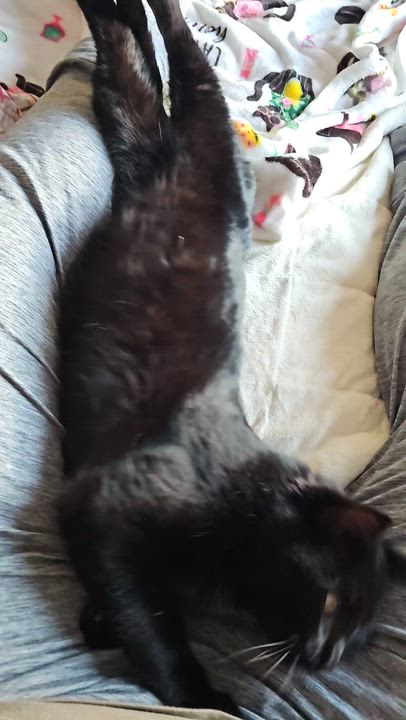 Enlarge Frank, a ADOPTABLE American Shorthair in Chicago, IL video 3/6