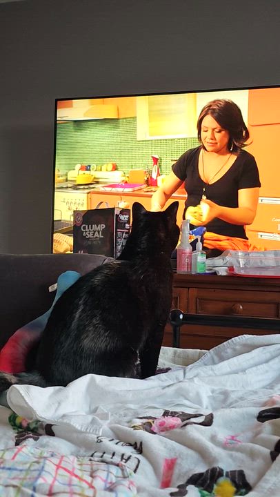 Enlarge Frank, a ADOPTABLE American Shorthair in Chicago, IL video 4/6