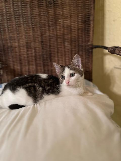 Joey, Young Female unknown