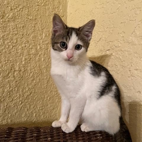 Joey, a Adoptable Domestic Short Hair in Maitland, FL image 2/3