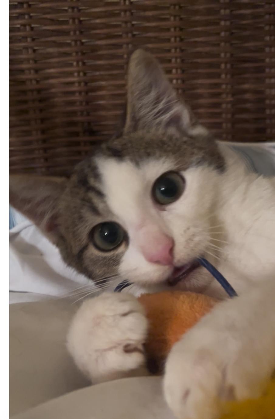 Joey, a Adoptable Domestic Short Hair in Maitland, FL image 3/3