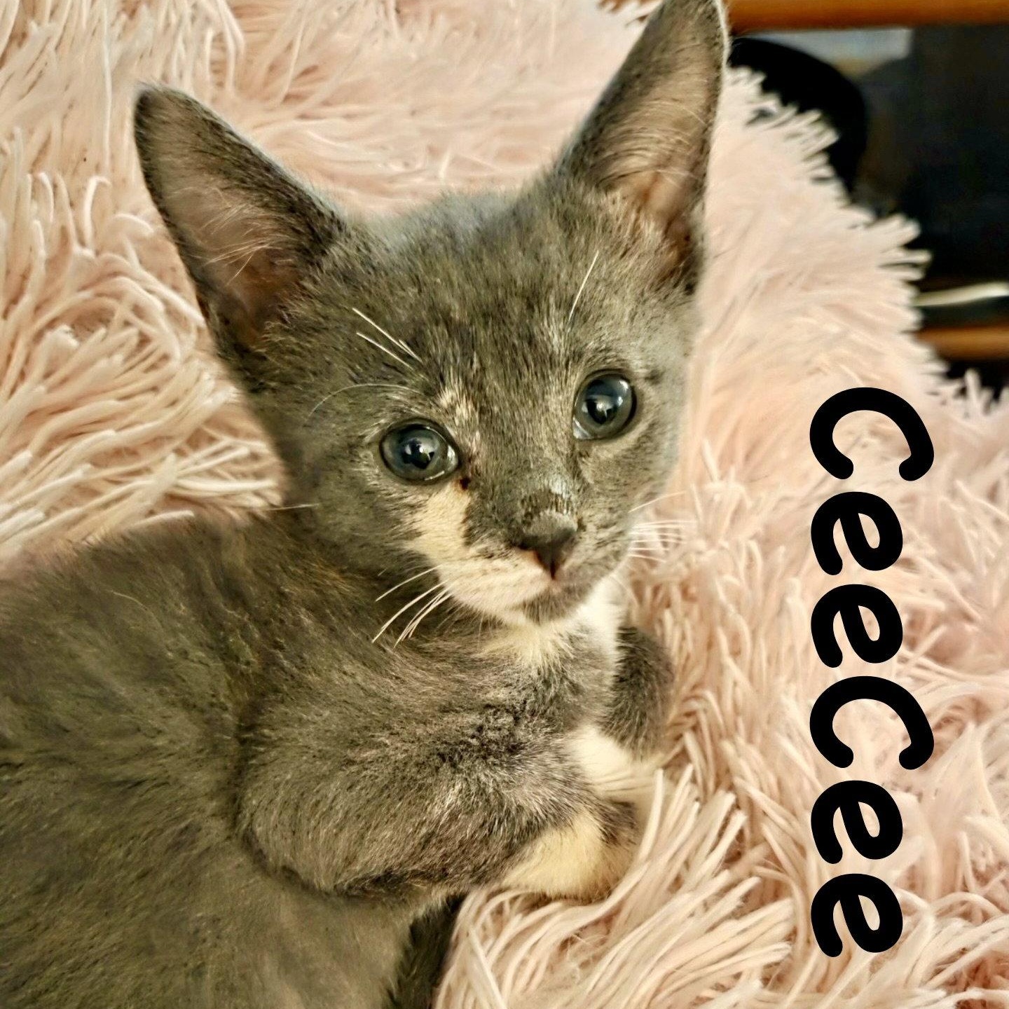 CeeCee, Adoptable, Kitten Female Domestic Short Hair.