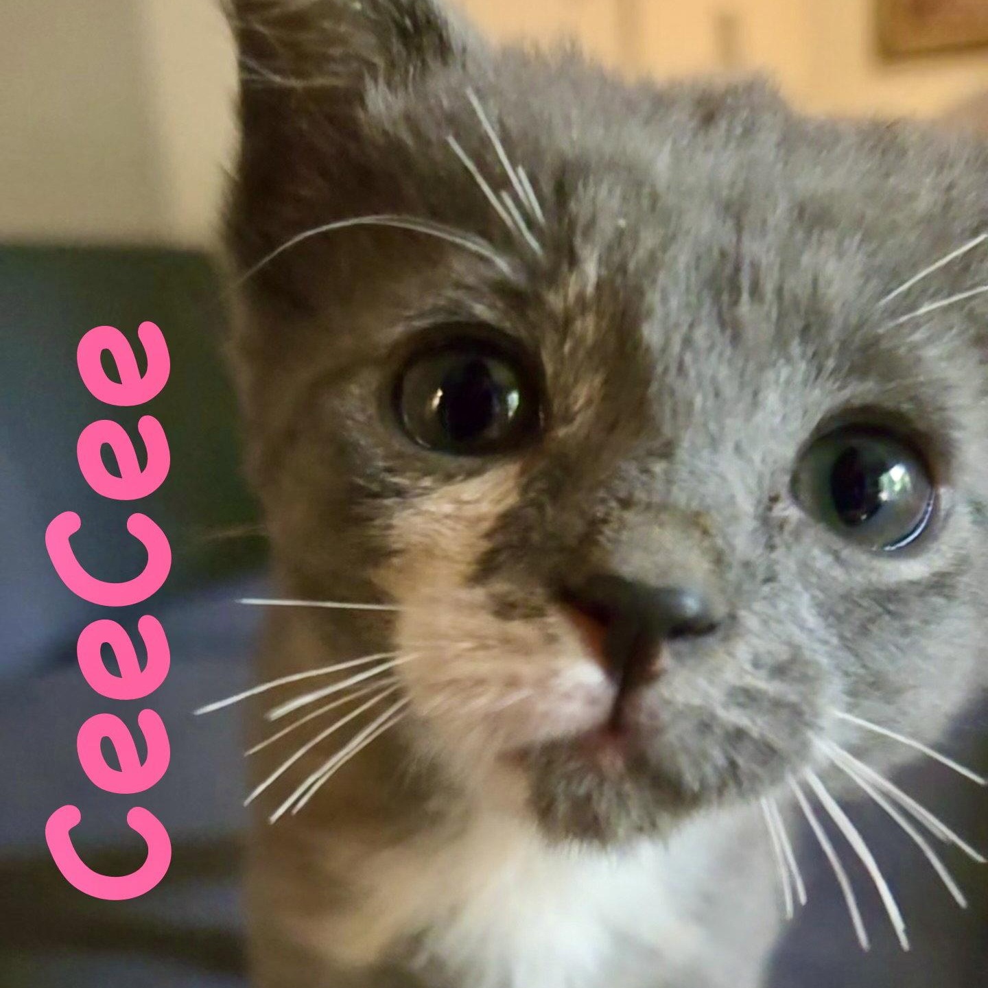 CeeCee, a Adoptable Domestic Short Hair in Reston, VA image 3/3