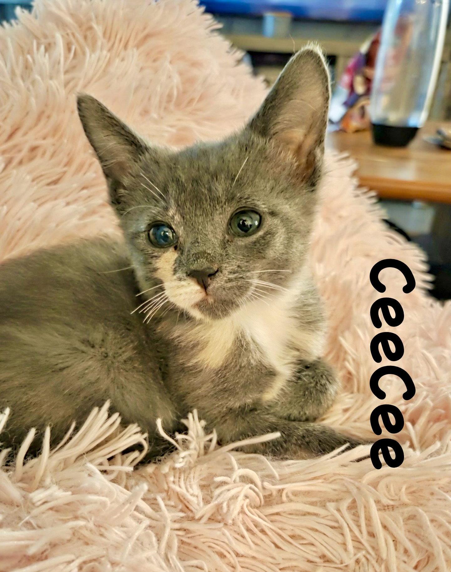 CeeCee, a Adoptable Domestic Short Hair in Reston, VA image 2/3