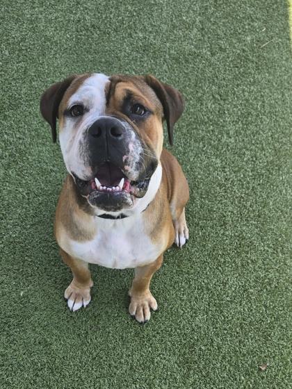 Enlarge Phantom, a Adopted mixed breed in Daphne, AL image 1/3