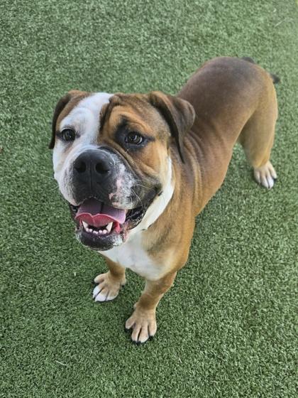Enlarge Phantom, a Adopted mixed breed in Daphne, AL image 3/3
