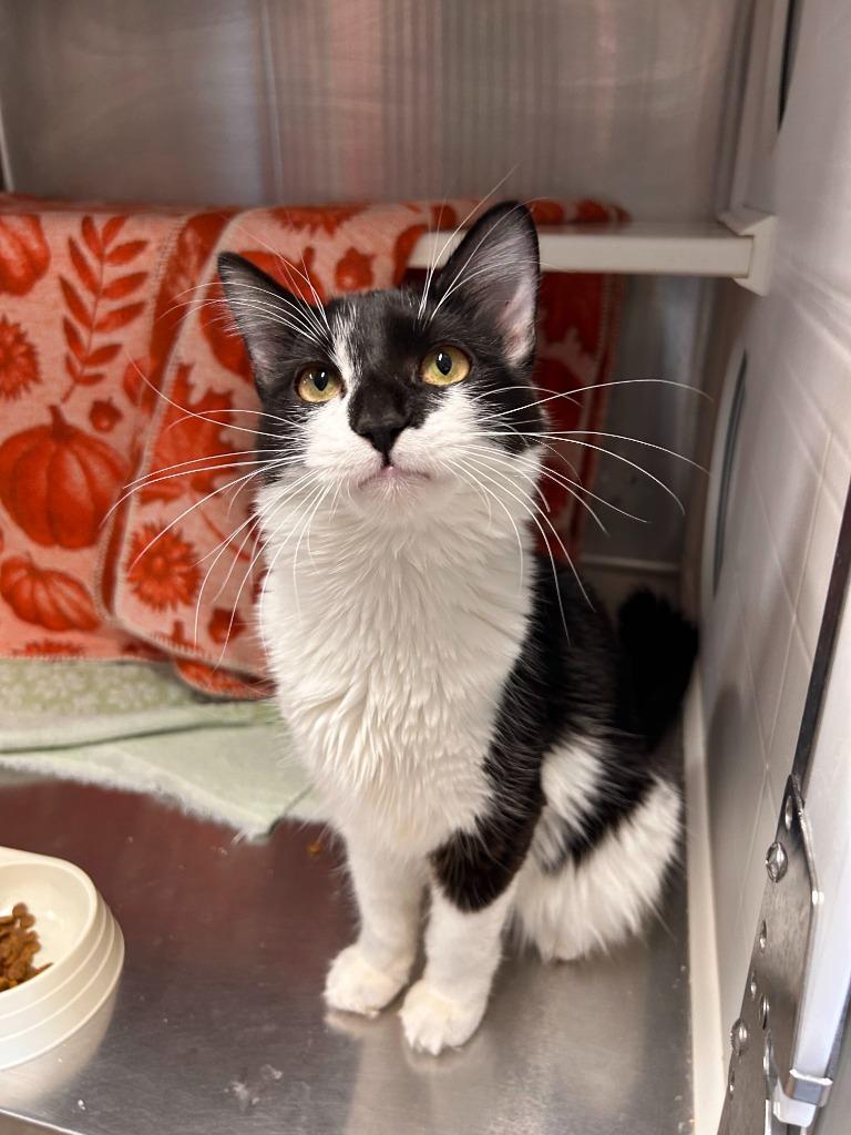 Beans, Adoptable, Young Female Domestic Short Hair.