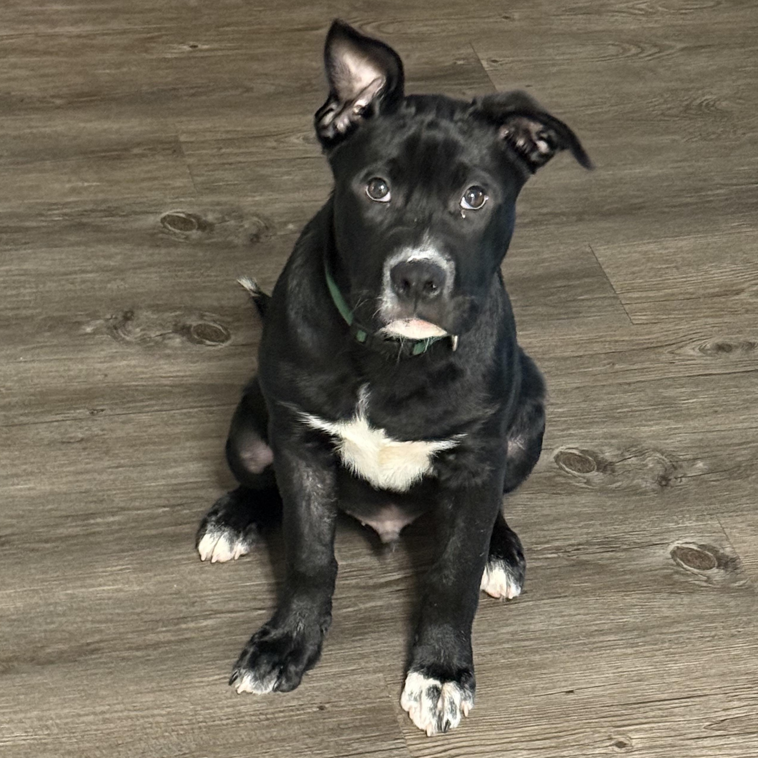 Chapo, adopted, Puppy Male Labrador Retriever.