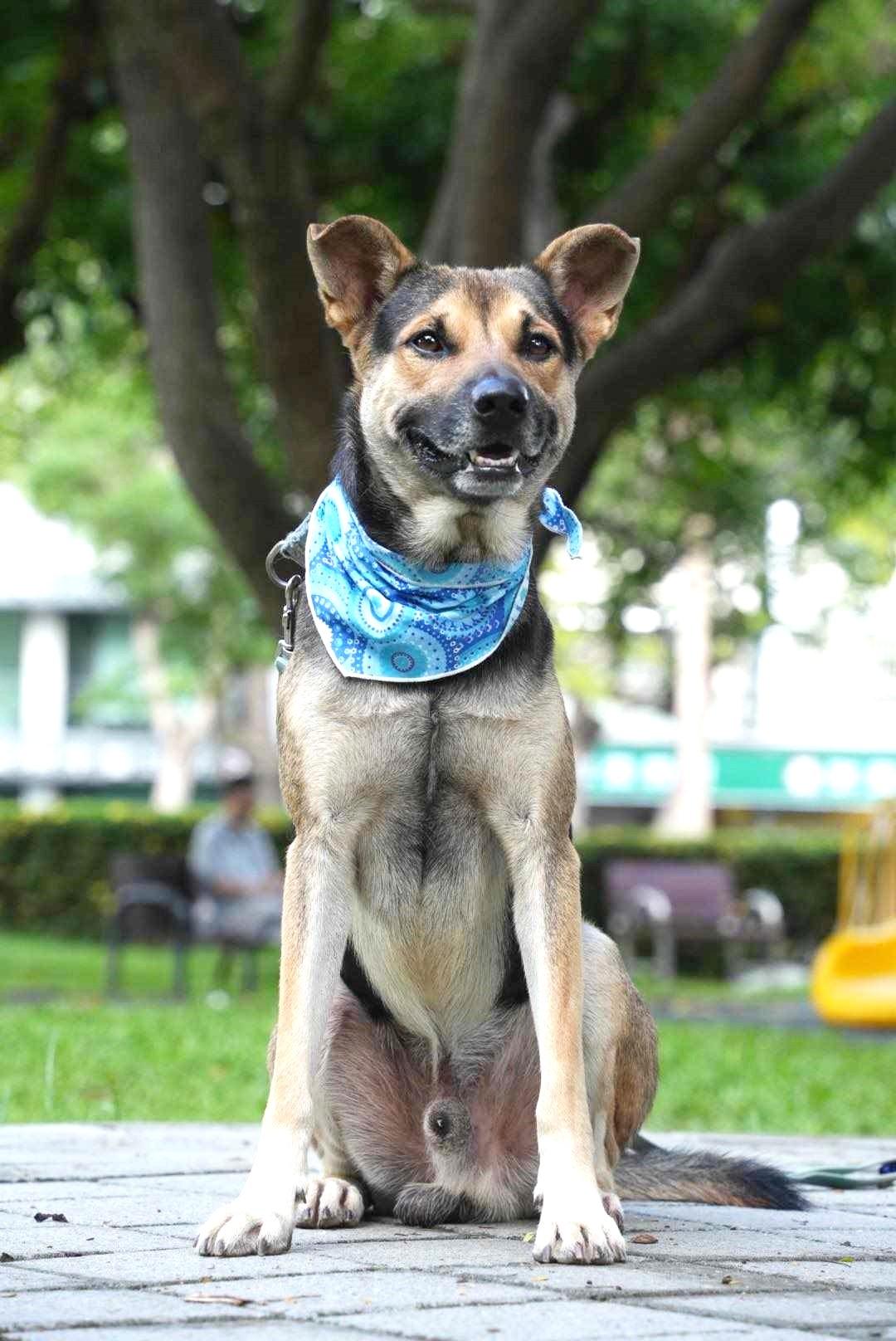 Enlarge Amos, a Adoptable mixed breed in Richmond, BC image 2/6