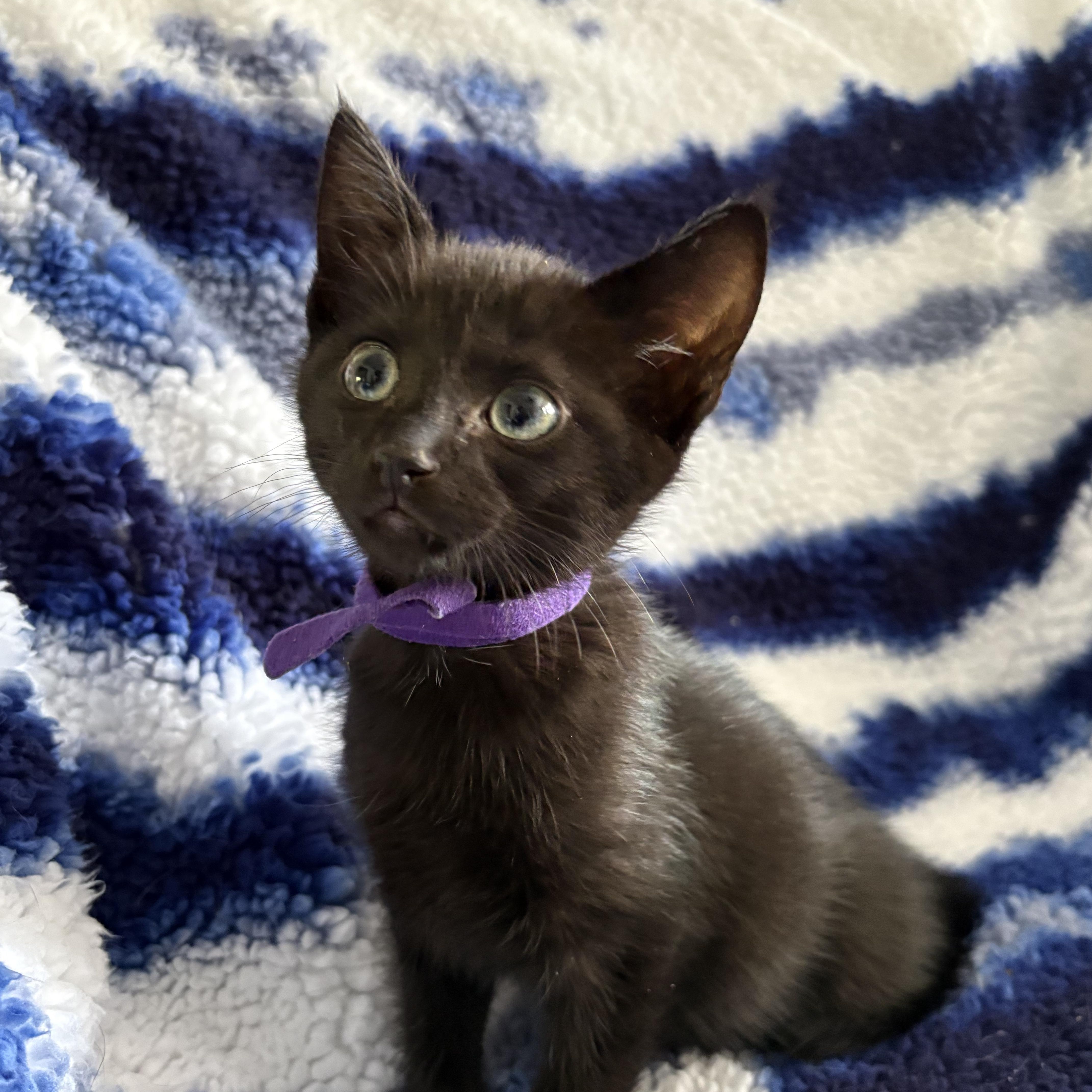 Enlarge Ena, a Adoptable Domestic Short Hair in Moriches, NY image 4/5