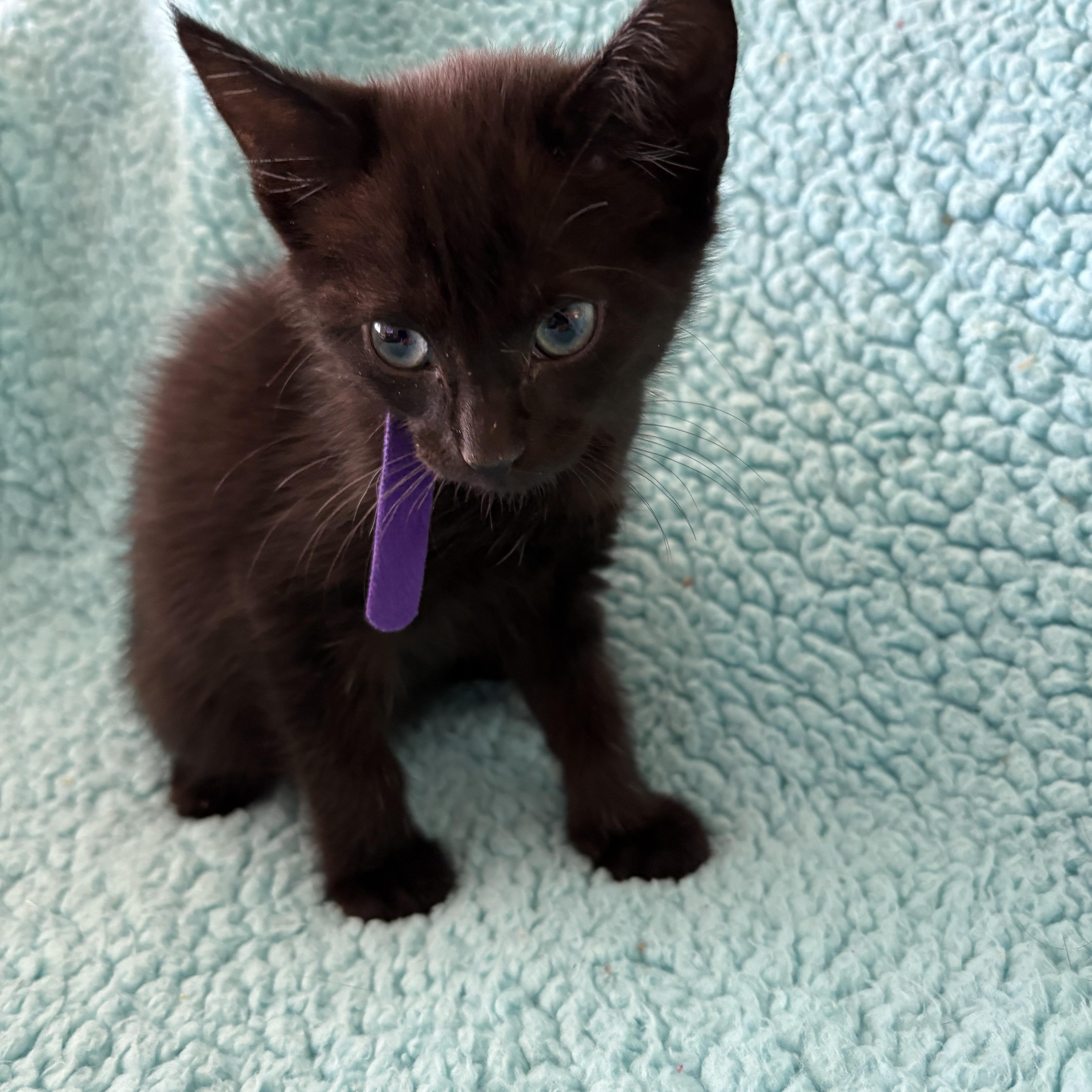 Enlarge Ena, a Adoptable Domestic Short Hair in Moriches, NY image 2/5