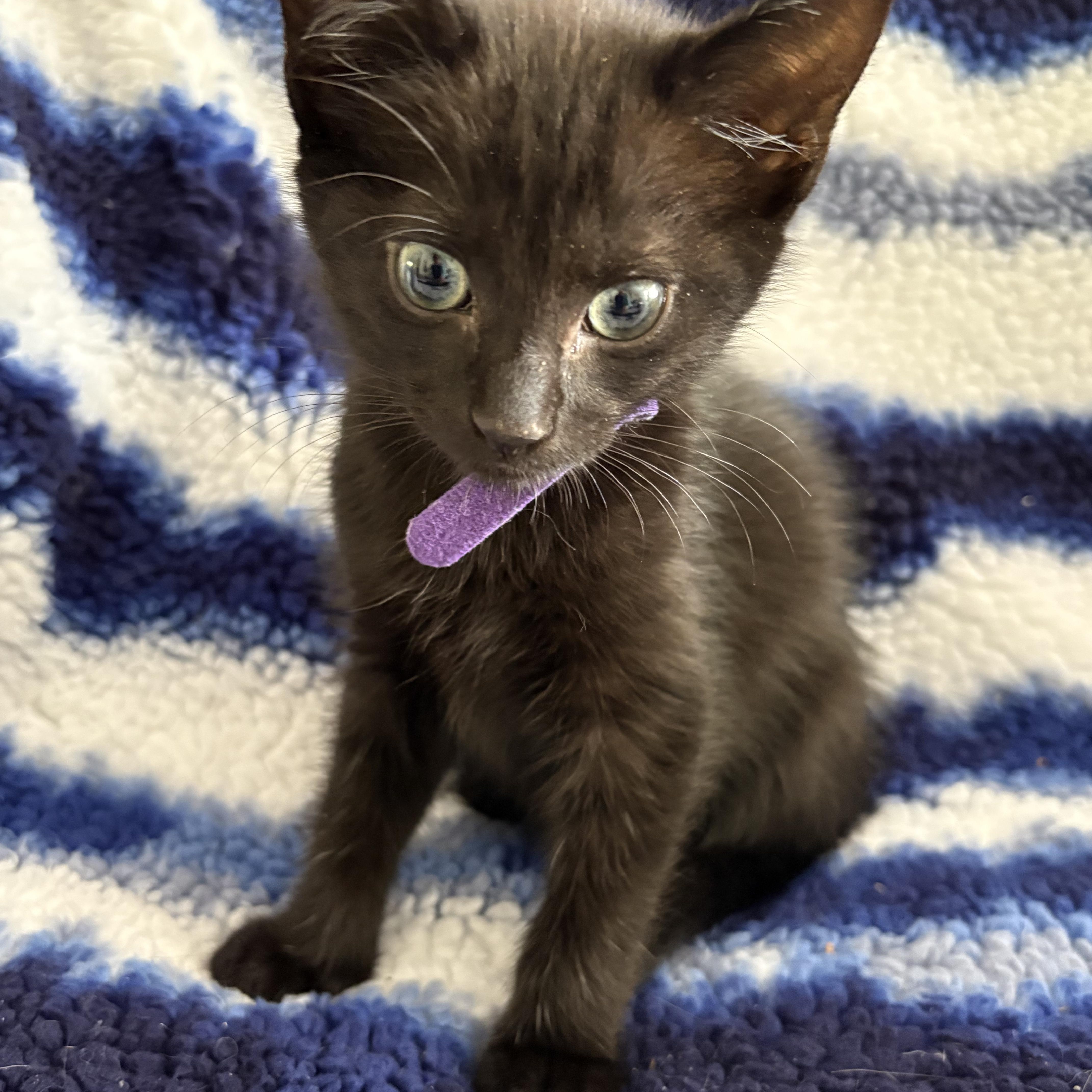 Enlarge Ena, a Adoptable Domestic Short Hair in Moriches, NY image 5/5