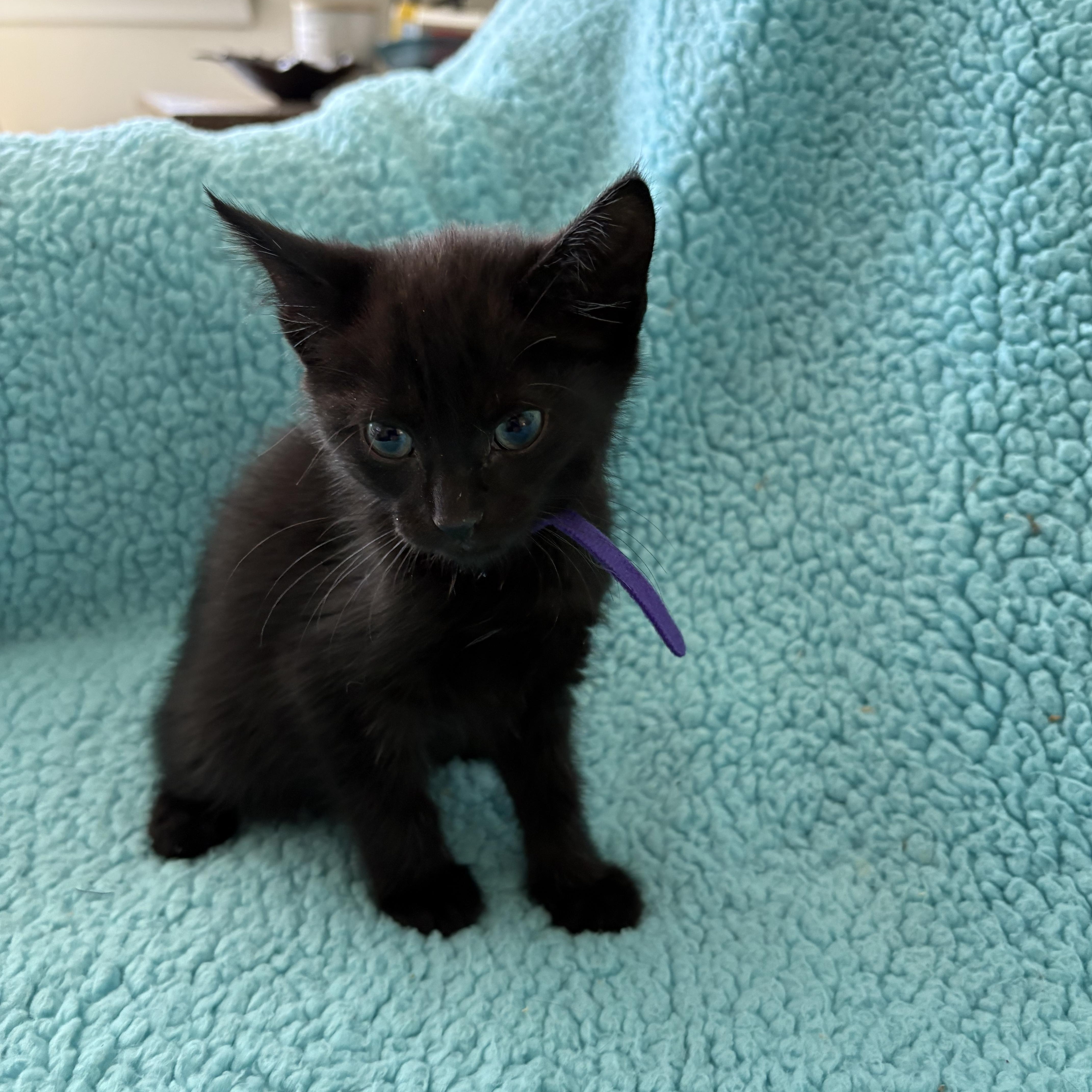 Enlarge Ena, a Adoptable Domestic Short Hair in Moriches, NY image 3/5