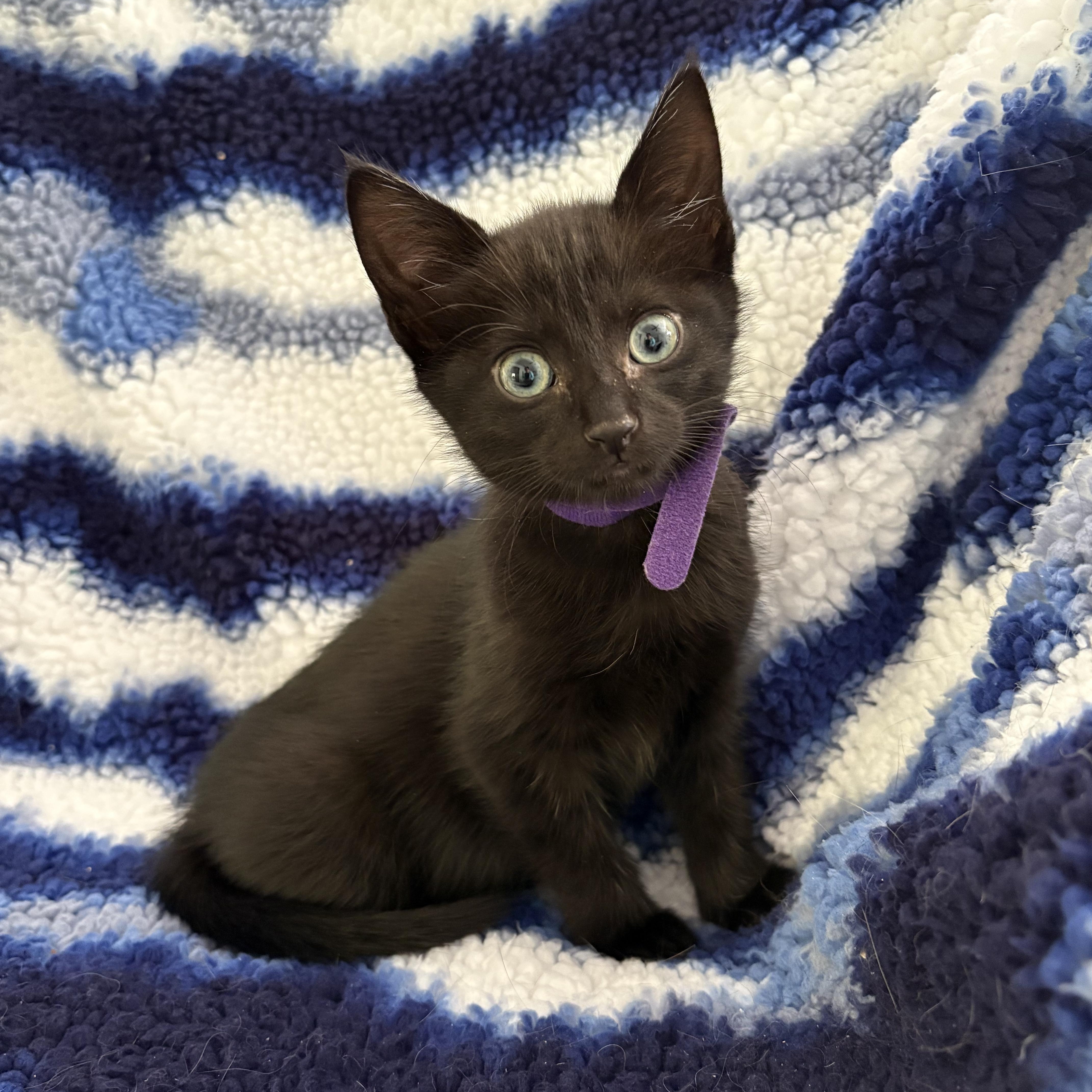 Ena, Adoptable, Kitten Female Domestic Short Hair.
