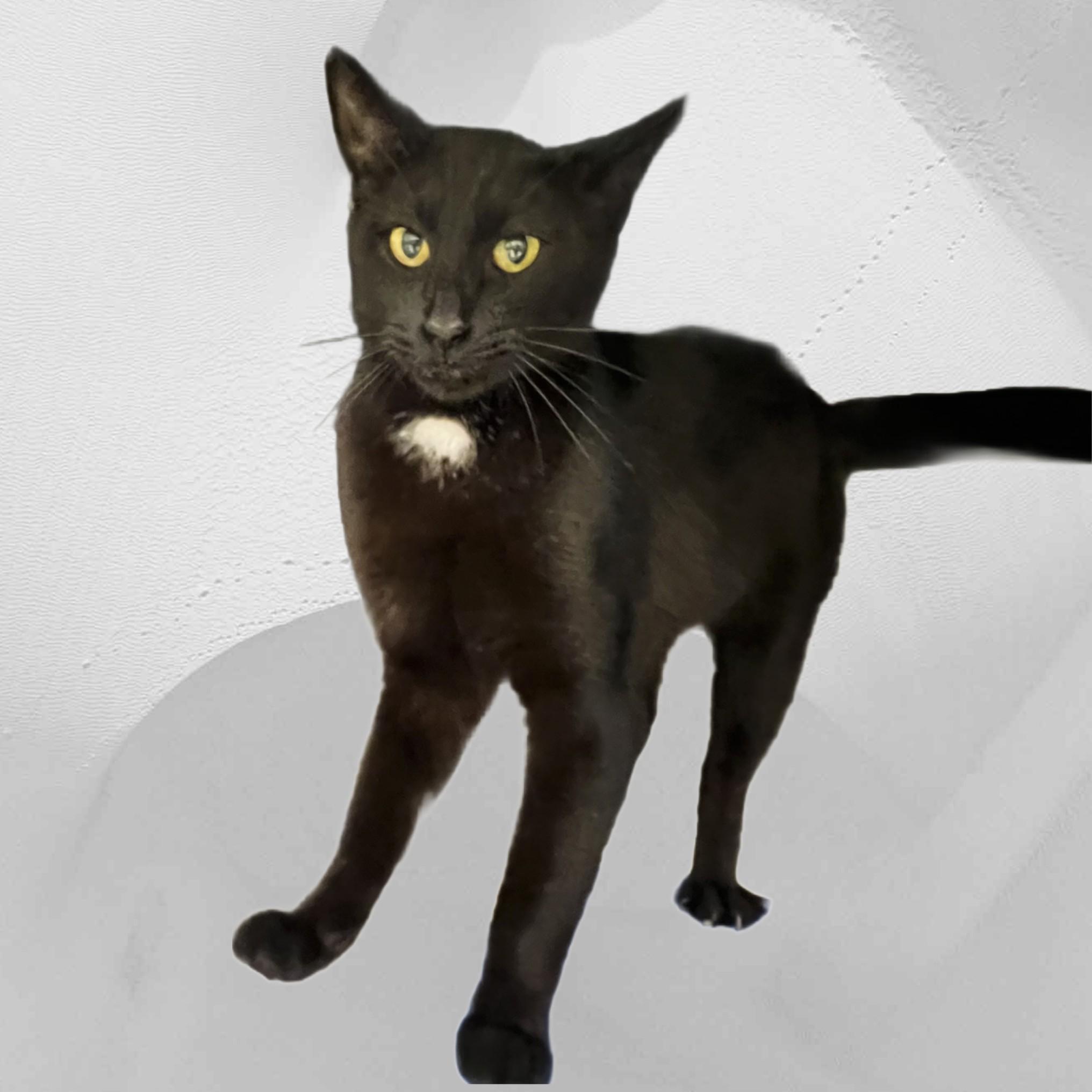 Knight, Adult Male unknown