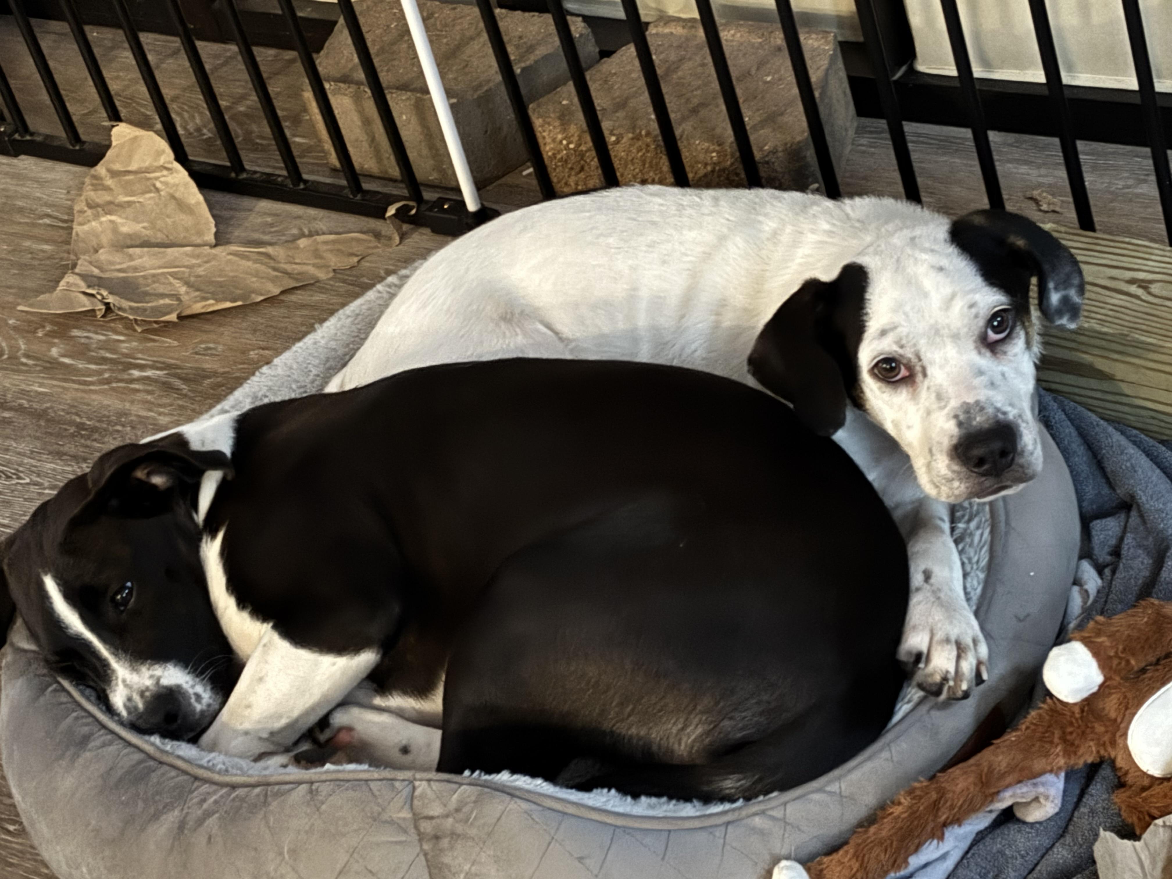 Tony - Fun and Loving Companion