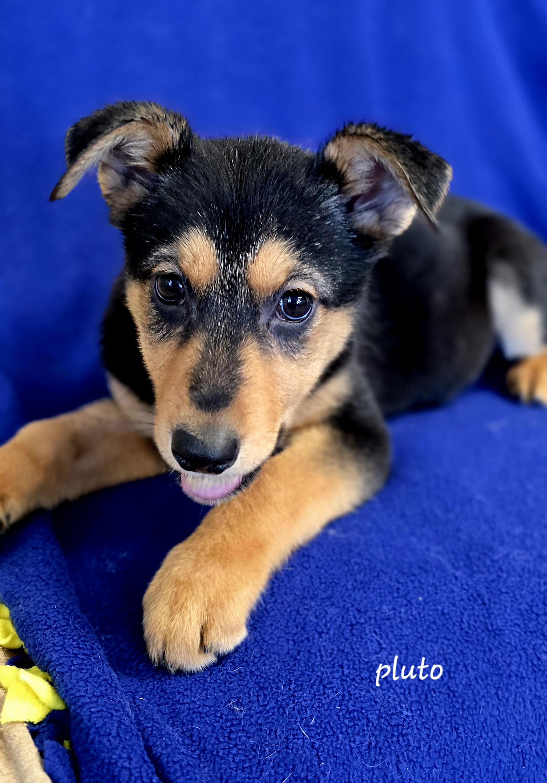 Enlarge Pluto, a ADOPTABLE mixed breed in Polson, MT image 1/1