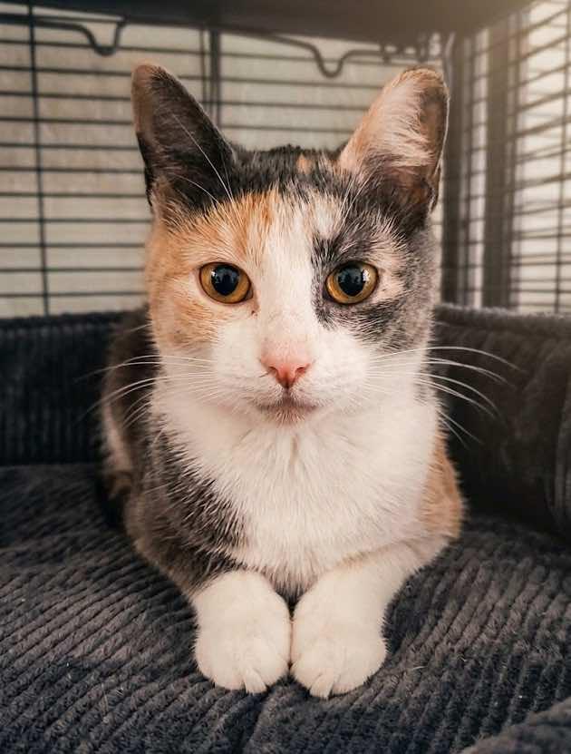 Cali Girl, adoptable, Young Female Calico.
