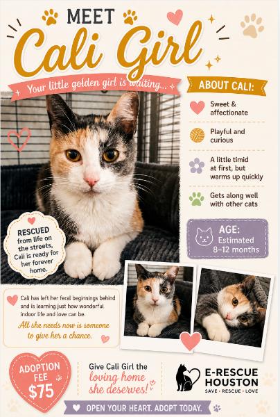 Enlarge Cali Girl, an adoptable Calico in Houston, TX image 3/6