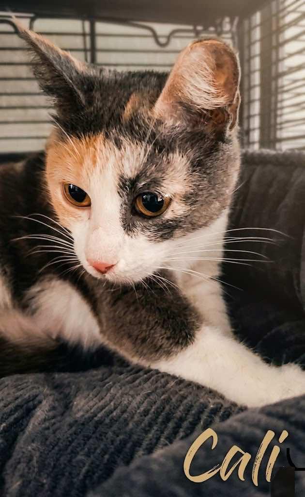 Enlarge Cali Girl, an adoptable Calico in Houston, TX image 6/6