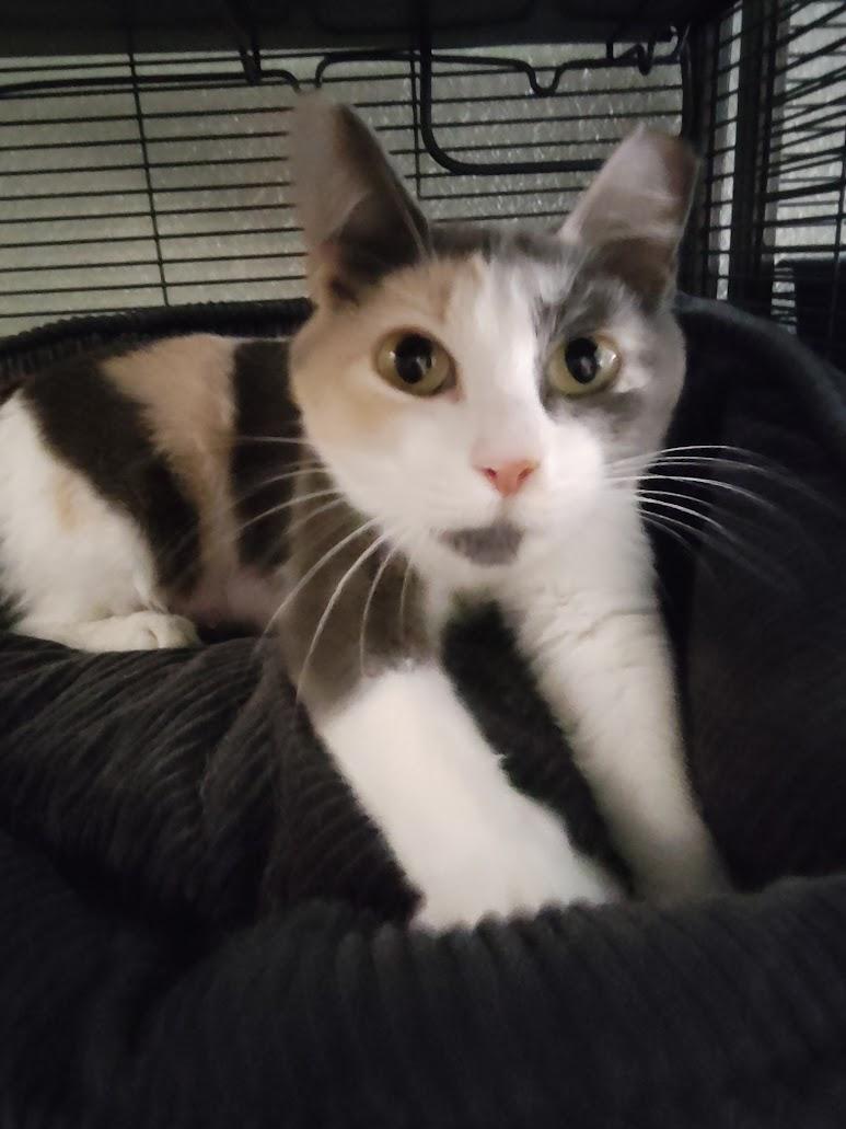 Enlarge Cali, a ADOPTABLE Calico in Houston, TX image 2/3