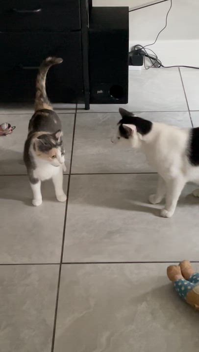 Enlarge Cali, a ADOPTABLE Calico in Houston, TX video 3/3