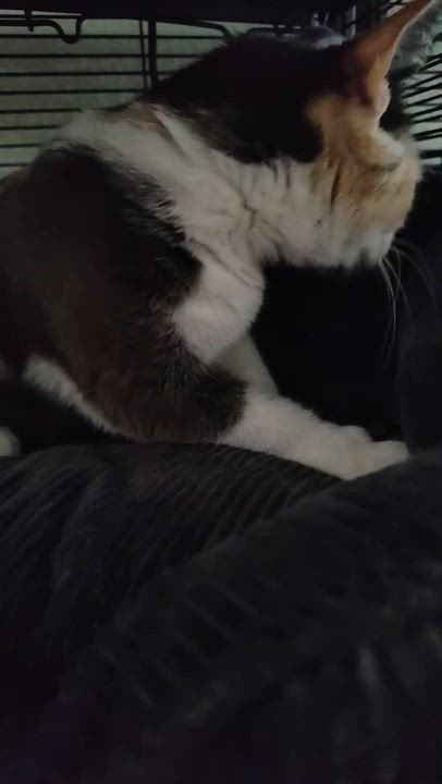 Enlarge Cali Girl, an adoptable Calico in Houston, TX video 4/6