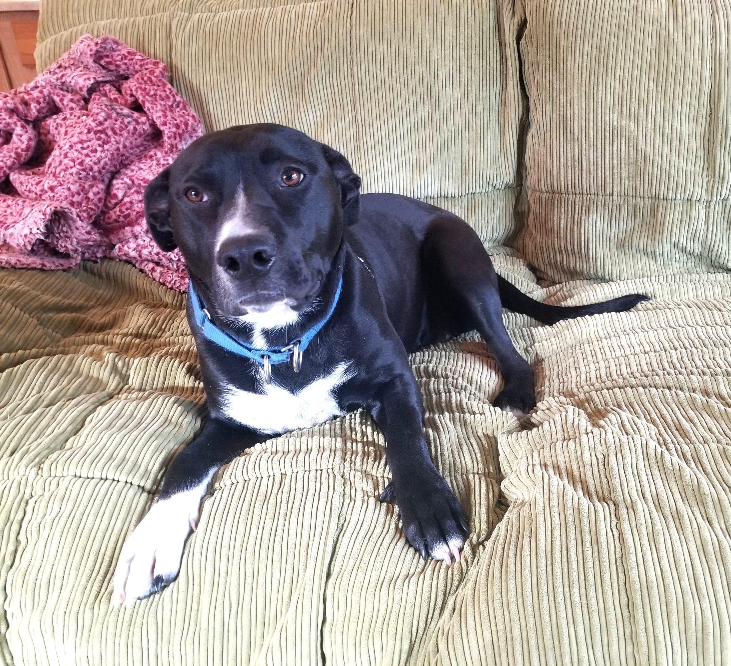 Raven, an adoptable Retriever, Terrier in Asheville, NC, 28801 | Photo Image 9