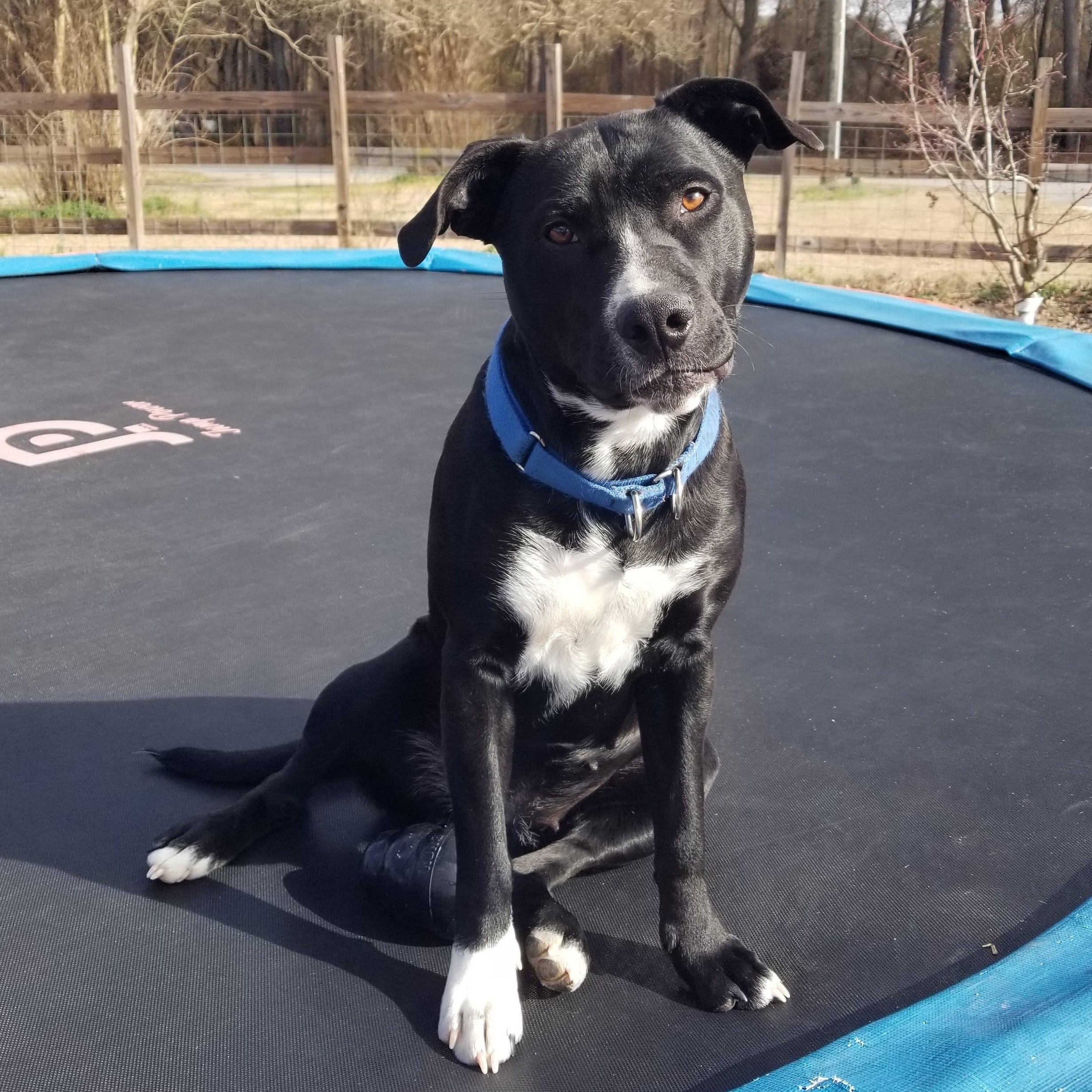 Raven, an adoptable Retriever, Terrier in Asheville, NC, 28801 | Photo Image 3