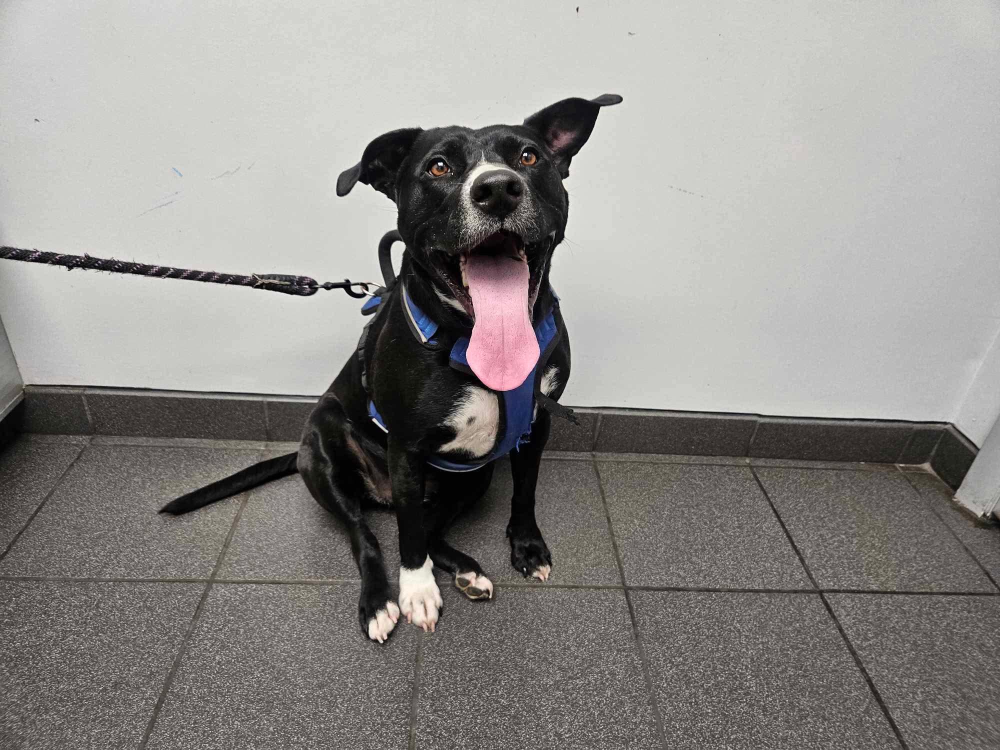 Raven, an adoptable Retriever, Terrier in Asheville, NC, 28801 | Photo Image 8