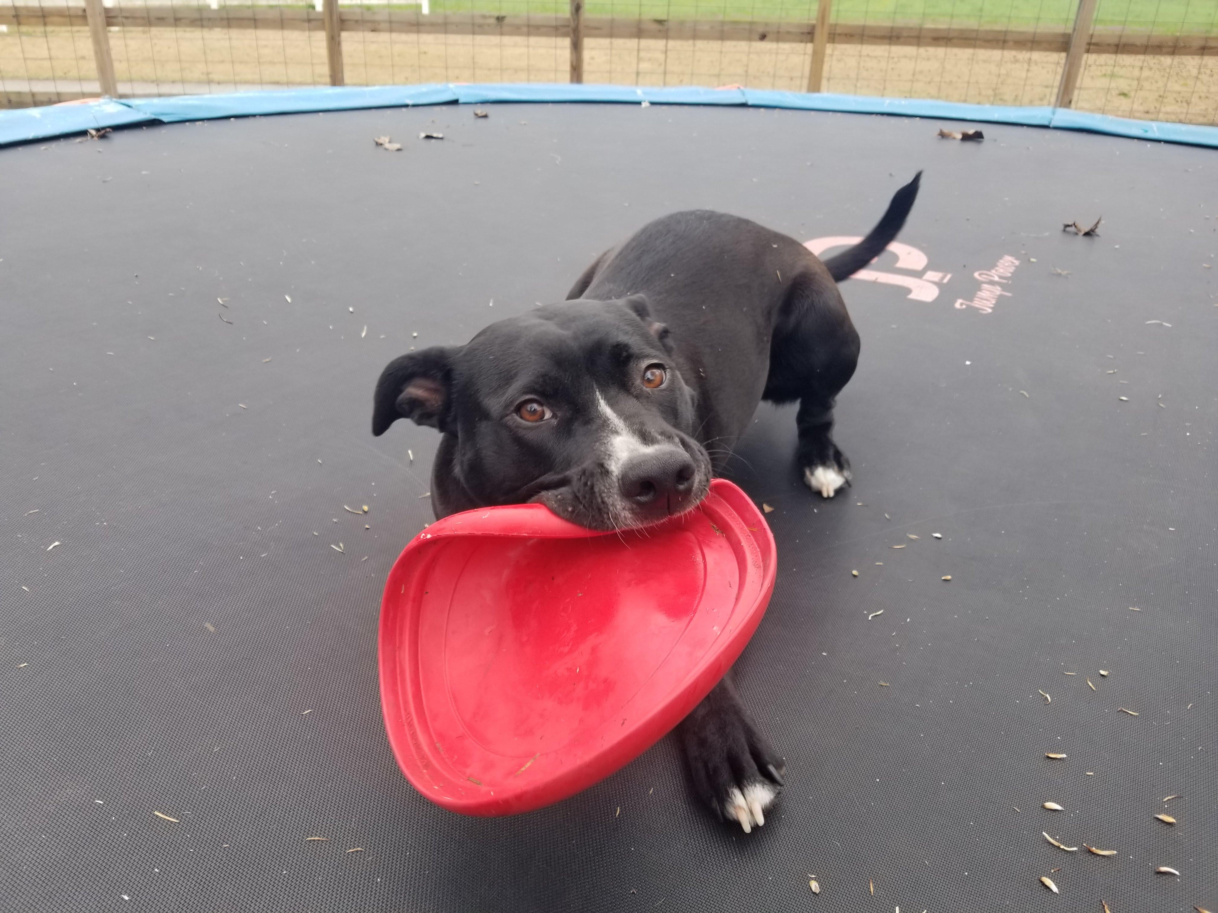 Raven, an adoptable Retriever, Terrier in Asheville, NC, 28801 | Photo Image 7