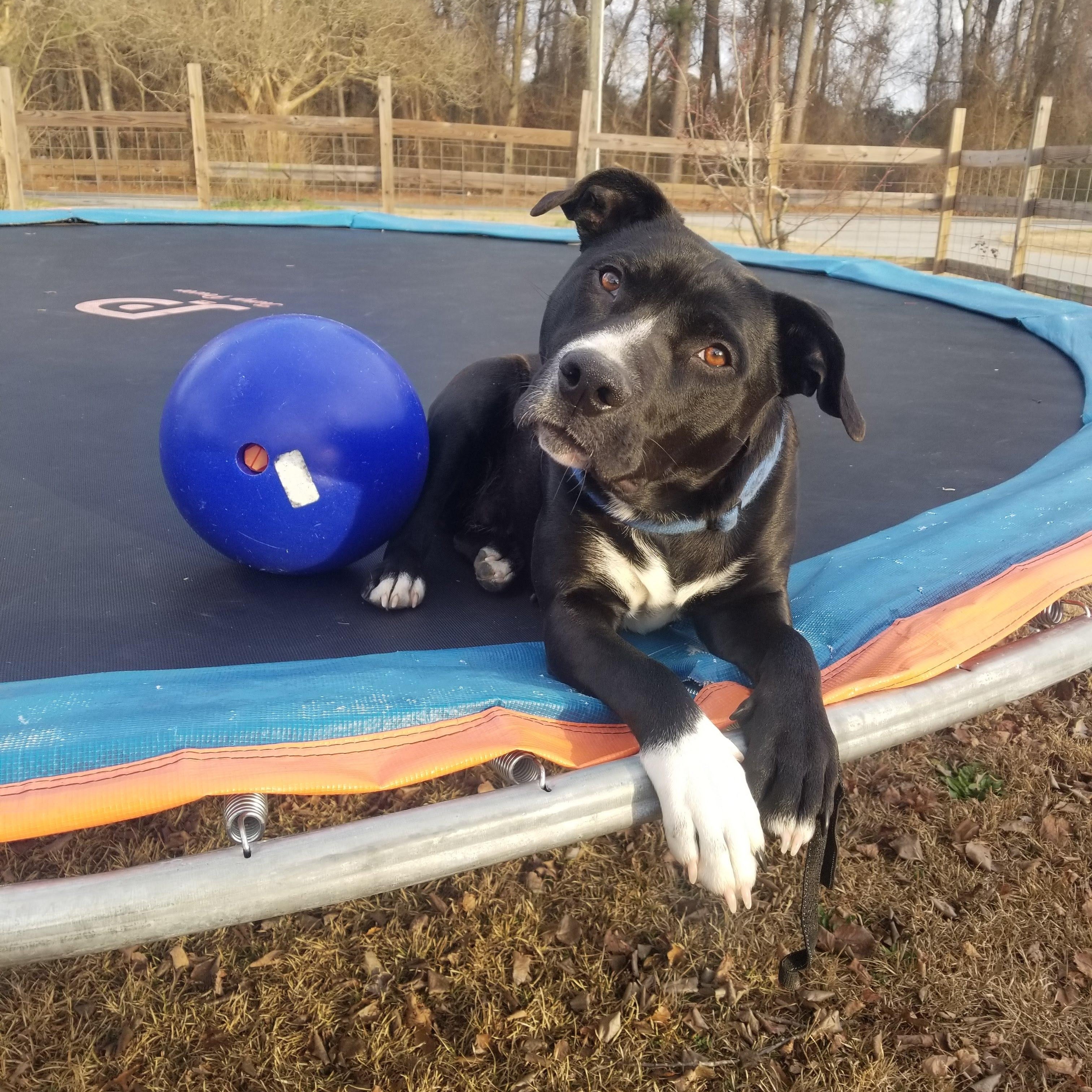 Raven, an adoptable Retriever, Terrier in Asheville, NC, 28801 | Photo Image 5