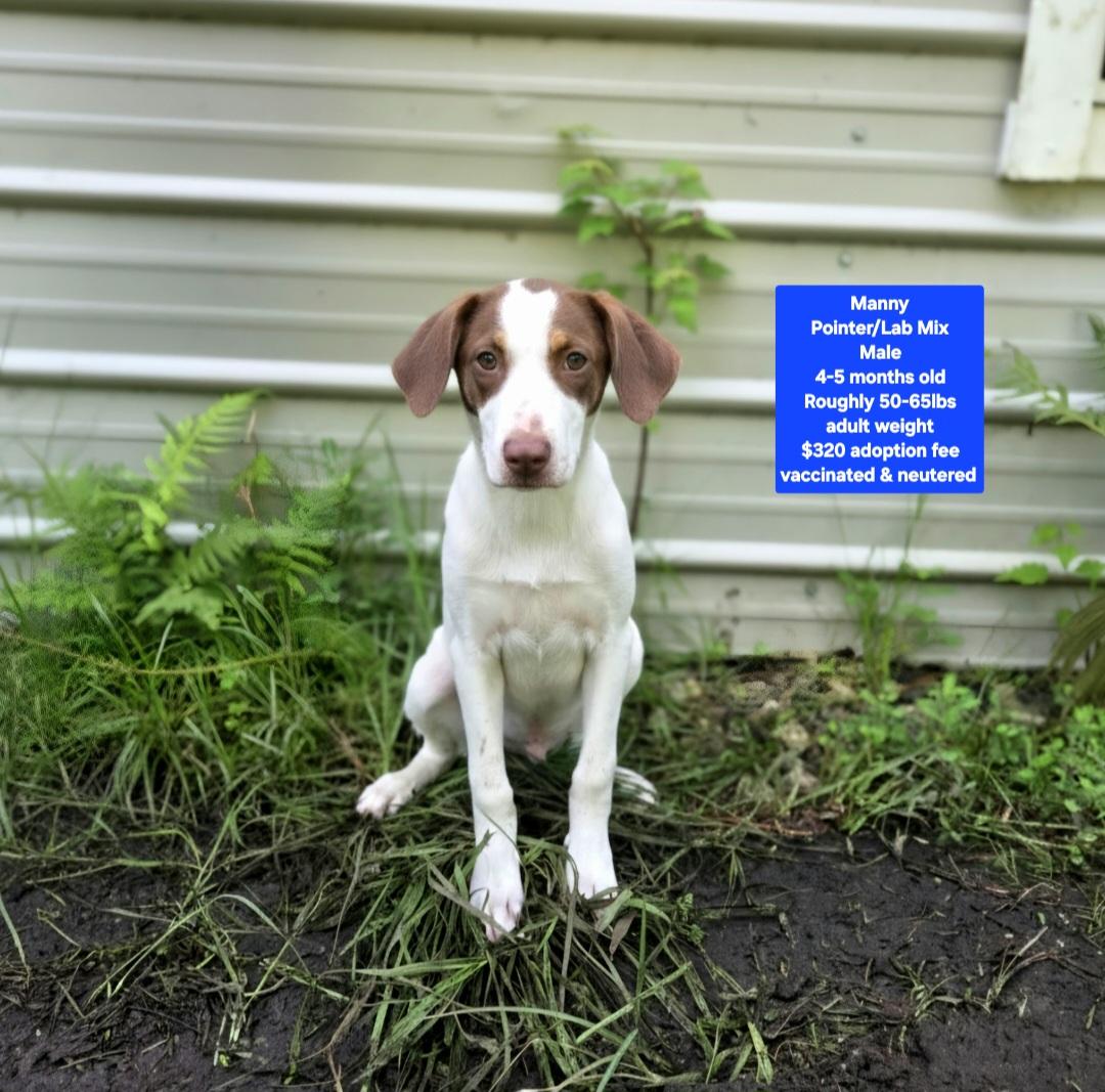 Manny, Adoptable, Puppy Male Pointer & Labrador Retriever.