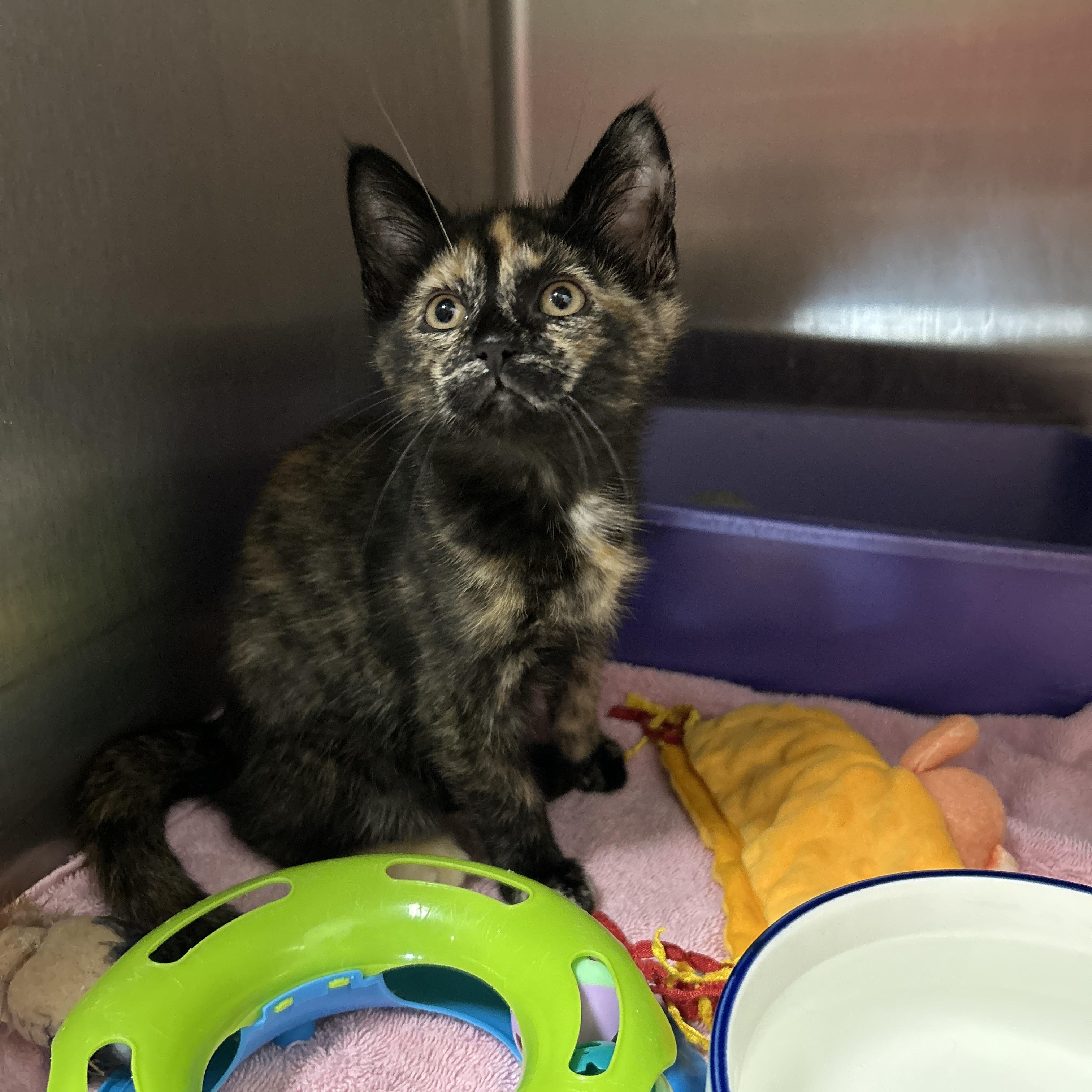 Enlarge Gigi Hadid, an adopted Tortoiseshell in La Grange Park, IL image 3/6