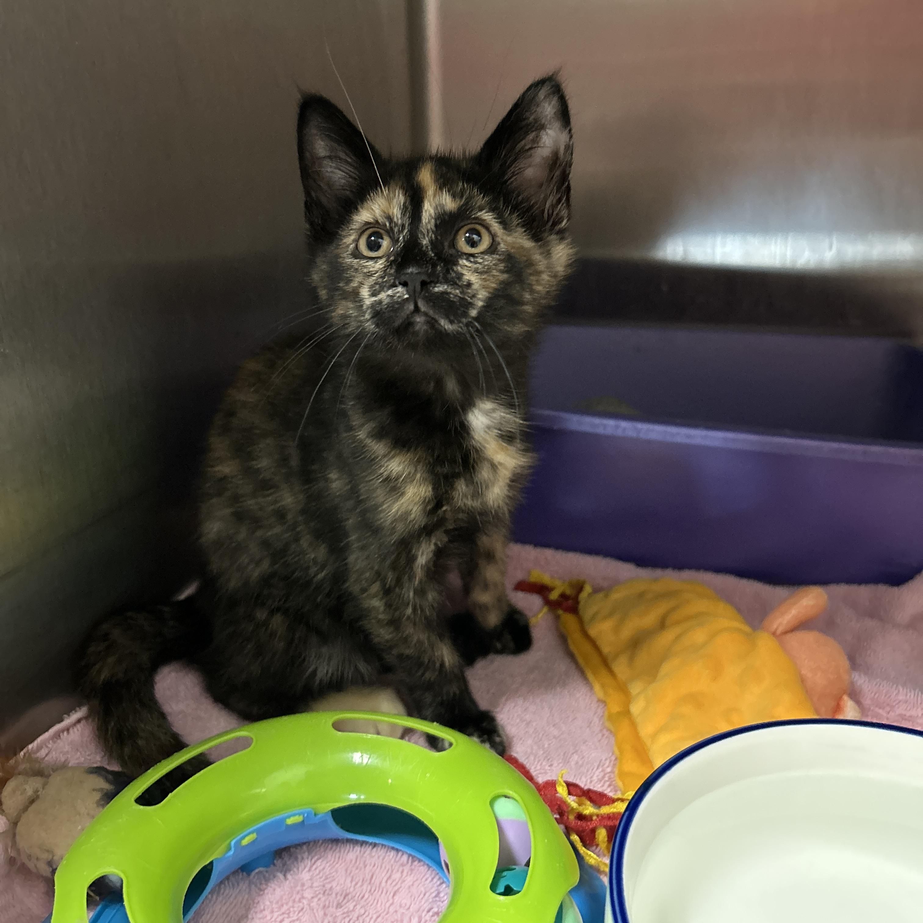 Enlarge Gigi Hadid, an adopted Tortoiseshell in La Grange Park, IL image 5/6