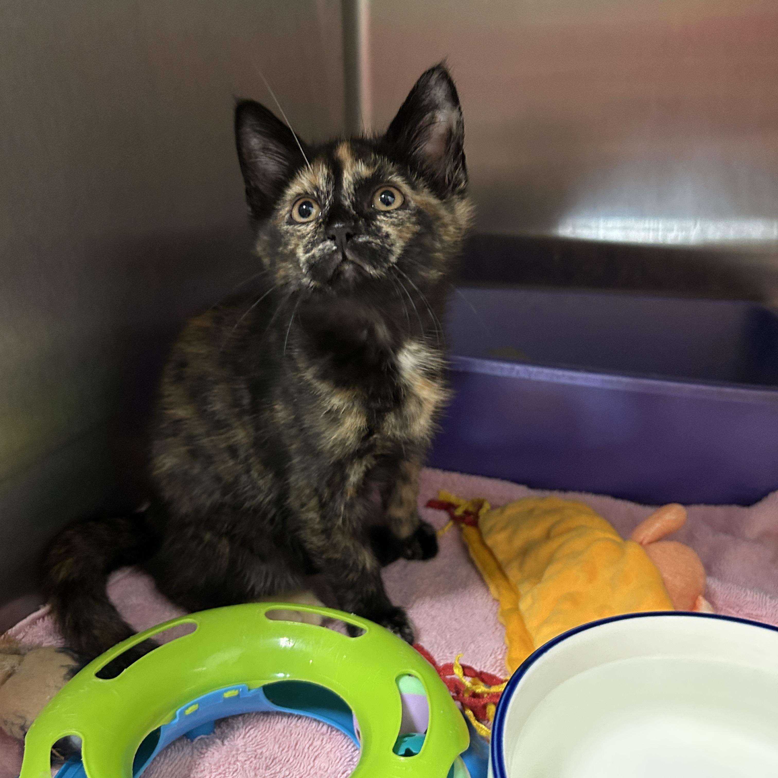 Enlarge Gigi Hadid, an adopted Tortoiseshell in La Grange Park, IL image 2/6