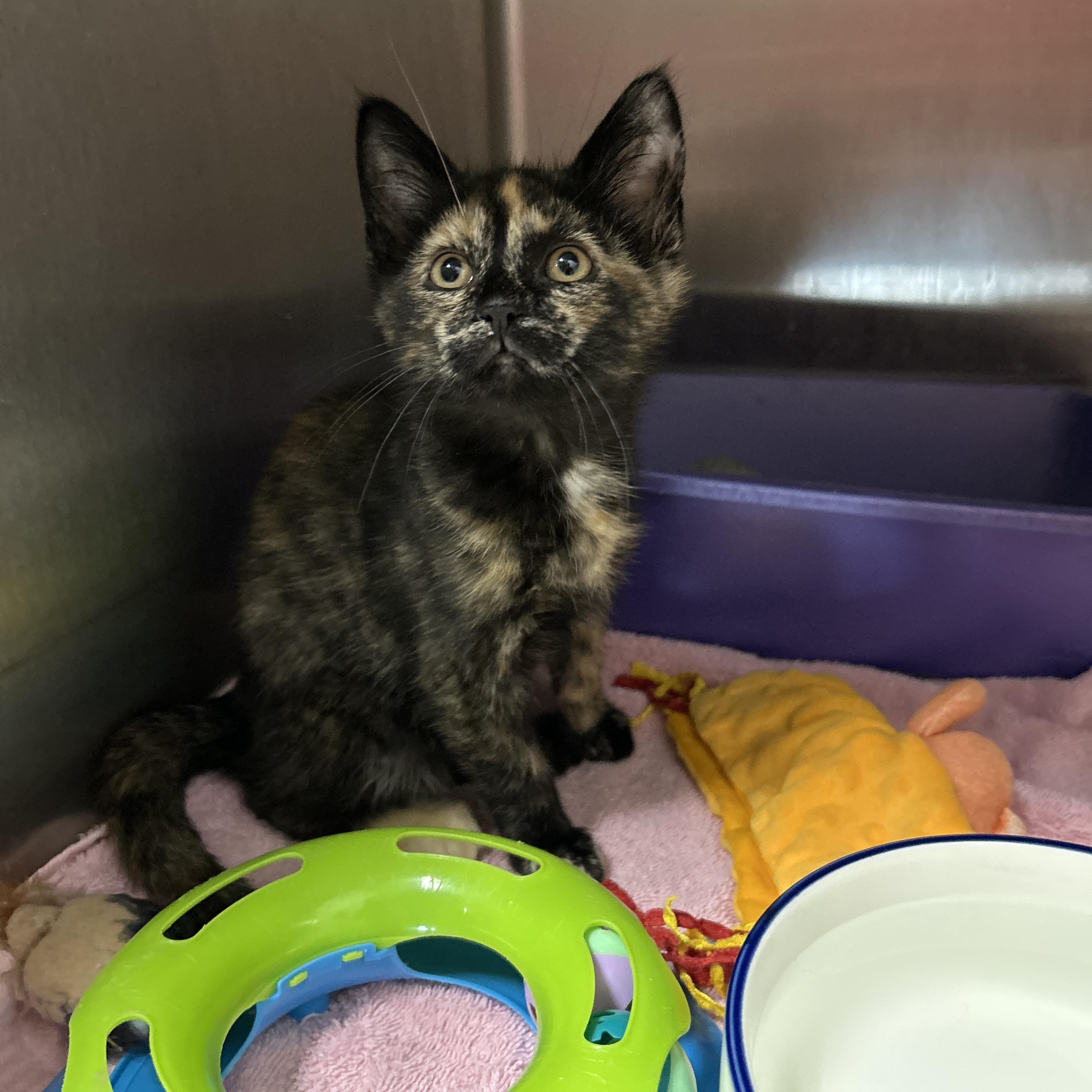Enlarge Gigi Hadid, an adopted Tortoiseshell in La Grange Park, IL image 6/6