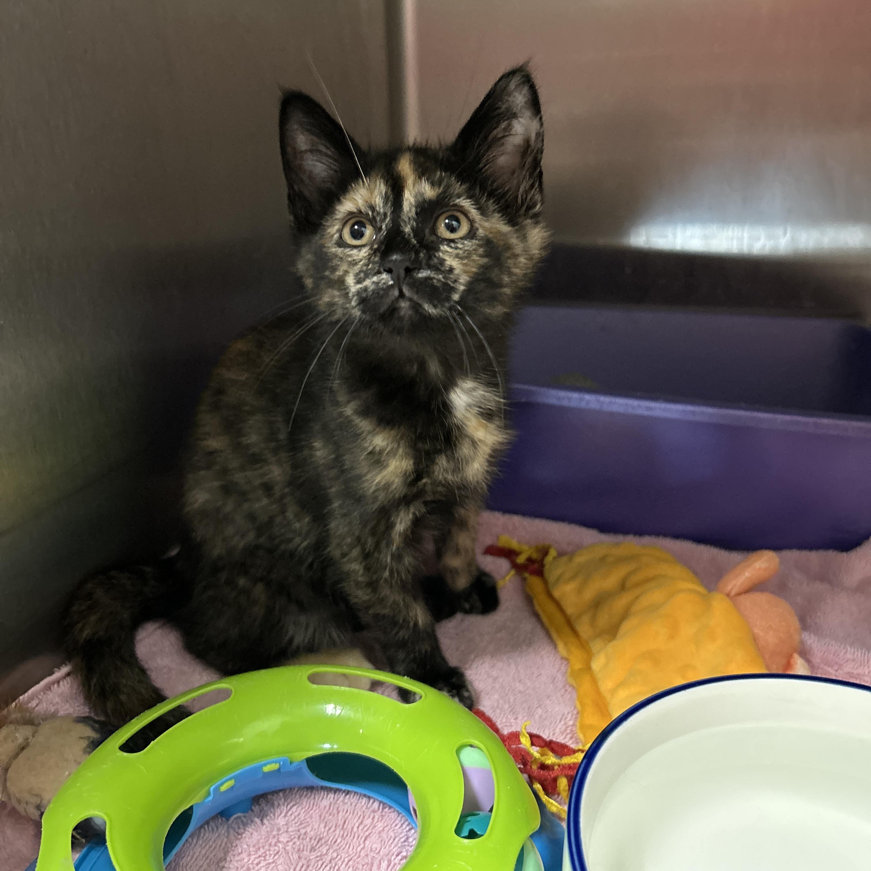 Gigi Hadid, adopted, Kitten Female Tortoiseshell.